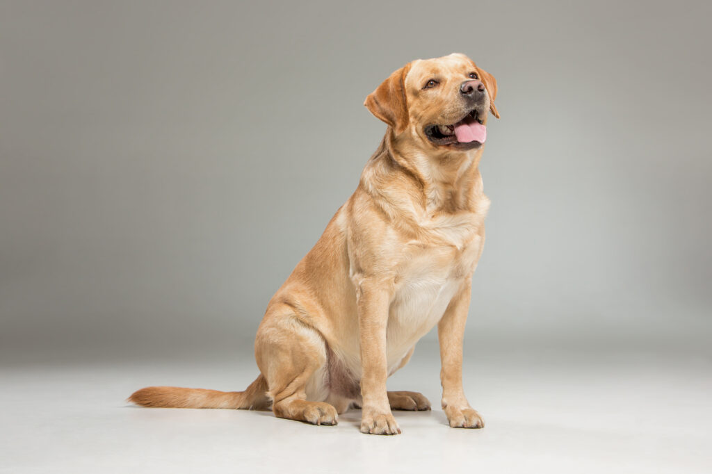 Labrador Retriever Photo